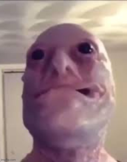 The | made w/ Imgflip meme maker