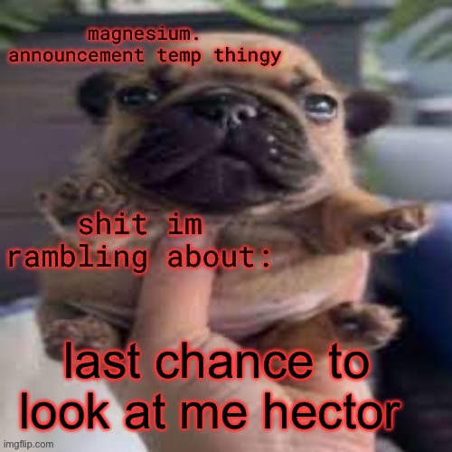 pug temp | last chance to look at me hector | image tagged in pug temp | made w/ Imgflip meme maker