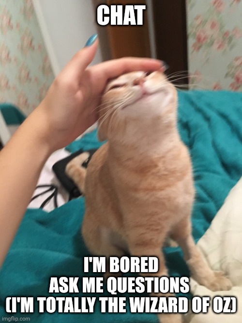 :3 | CHAT; I'M BORED
ASK ME QUESTIONS 
(I'M TOTALLY THE WIZARD OF OZ) | image tagged in cat pat | made w/ Imgflip meme maker