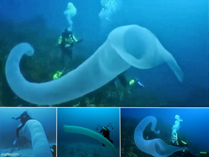 just a reminder that there are giant condoms in the ocean | made w/ Imgflip meme maker
