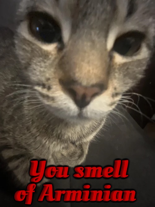 Suspicious 5 Point Calvinist Cat | You smell of Arminian | image tagged in calvinism,arminian,molinism,suspicious cat,reformed theology 5 point calvinists,angry cat | made w/ Imgflip meme maker