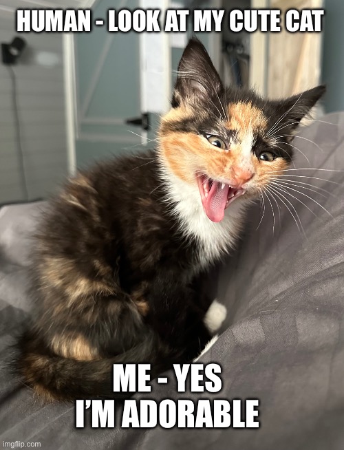 Im adorable | HUMAN - LOOK AT MY CUTE CAT; ME - YES I’M ADORABLE | image tagged in kitten,cute cat,cute animals | made w/ Imgflip meme maker