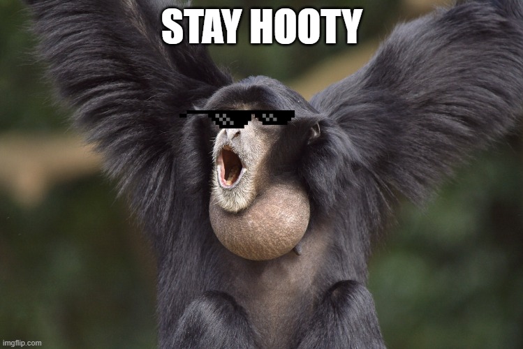 Siamang ape | STAY HOOTY | image tagged in siamang ape | made w/ Imgflip meme maker