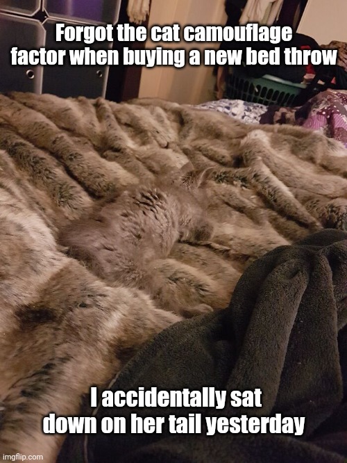 Cat on bed | Forgot the cat camouflage factor when buying a new bed throw; I accidentally sat down on her tail yesterday | image tagged in cat on bed | made w/ Imgflip meme maker