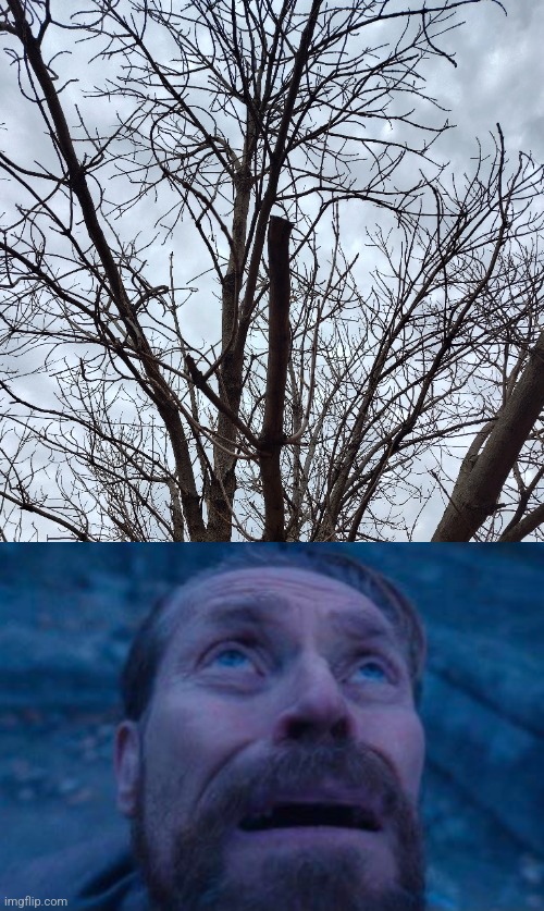The leaves are gone | image tagged in willem dafoe looking up | made w/ Imgflip meme maker