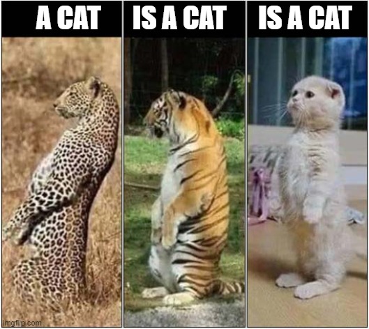 They're All The Same ! | A CAT      IS A CAT      IS A CAT | image tagged in cats,leopard,tiger,standing | made w/ Imgflip meme maker