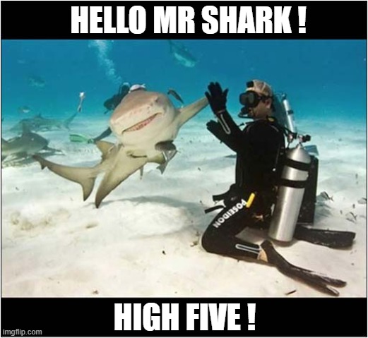 Under The Sea ! | HELLO MR SHARK ! HIGH FIVE ! | image tagged in hello,shark,high five | made w/ Imgflip meme maker