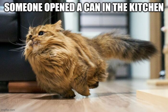 Running cat | SOMEONE OPENED A CAN IN THE KITCHEN | image tagged in running cat | made w/ Imgflip meme maker