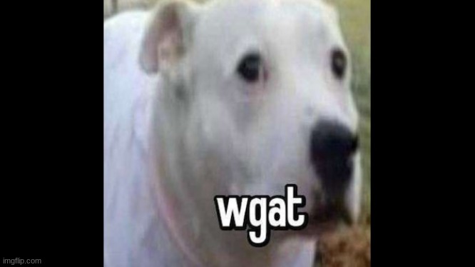 wgat? | image tagged in wgat | made w/ Imgflip meme maker