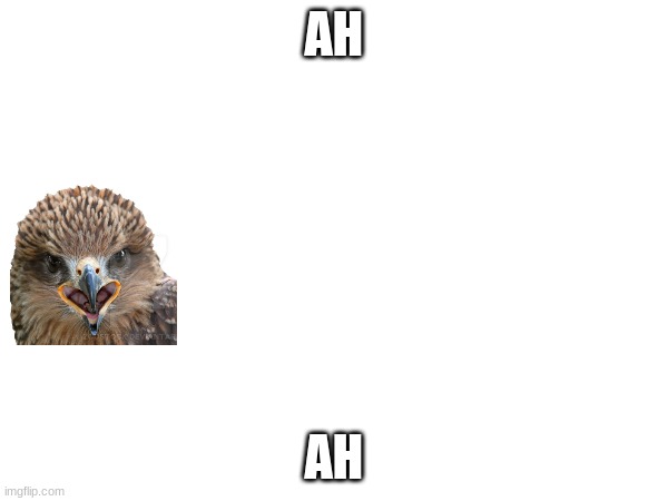 oh look its a hawk | AH; AH | made w/ Imgflip meme maker