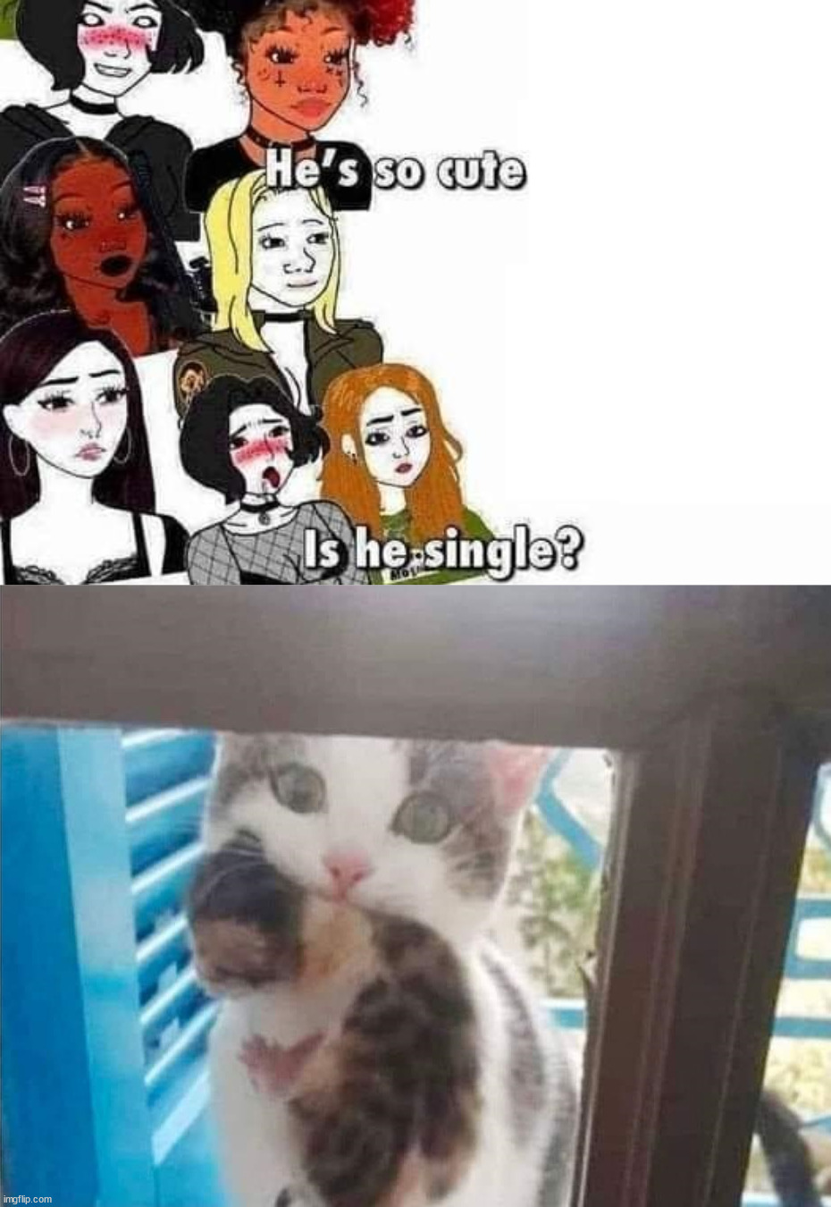 Cute singles in your area | image tagged in he's so cute,cats | made w/ Imgflip meme maker