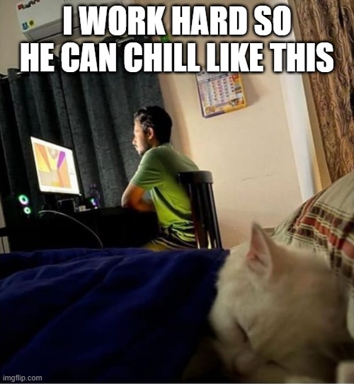 Chill Cat | I WORK HARD SO HE CAN CHILL LIKE THIS | image tagged in cats | made w/ Imgflip meme maker