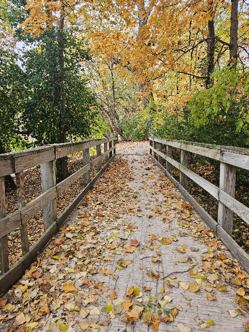 EVEN THE CITY TRAILS ARE NICE RIGHT NOW | image tagged in trails,autumn leaves,fall,trees | made w/ Imgflip meme maker