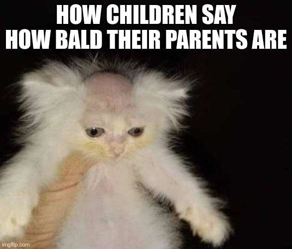 kids | HOW CHILDREN SAY HOW BALD THEIR PARENTS ARE | image tagged in cat | made w/ Imgflip meme maker