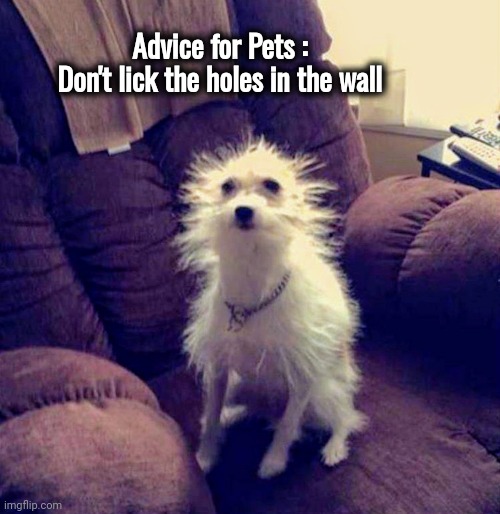 Just Shocking | Advice for Pets : 
Don't lick the holes in the wall | image tagged in dog,bad hair day,electricity,changes,i too like to live dangerously | made w/ Imgflip meme maker