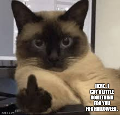 memes by Brad - My cat doesn't like Halloween and flips you off | HERE . I GOT A LITTLE SOMETHING FOR YOU FOR HALLOWEEN . | image tagged in cats,funny,kittens,halloween,flip off,humor | made w/ Imgflip meme maker