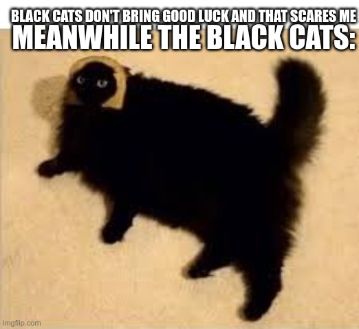 reality | MEANWHILE THE BLACK CATS:; BLACK CATS DON'T BRING GOOD LUCK AND THAT SCARES ME | image tagged in funny cats | made w/ Imgflip meme maker