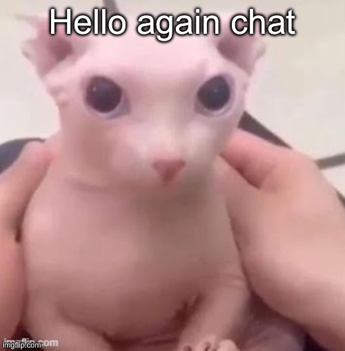 bingus | Hello again chat | image tagged in bingus | made w/ Imgflip meme maker