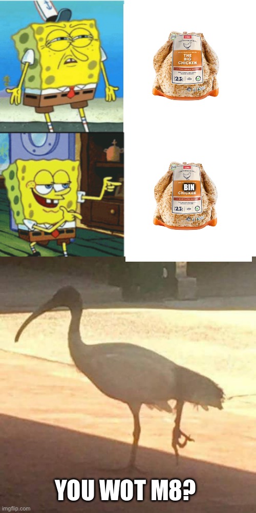 Bin Chicken for dinner (trash chicken or ibis) | BIN; YOU WOT M8? | image tagged in spongebob drake format,circle game ibis,trash,chicken,you what | made w/ Imgflip meme maker