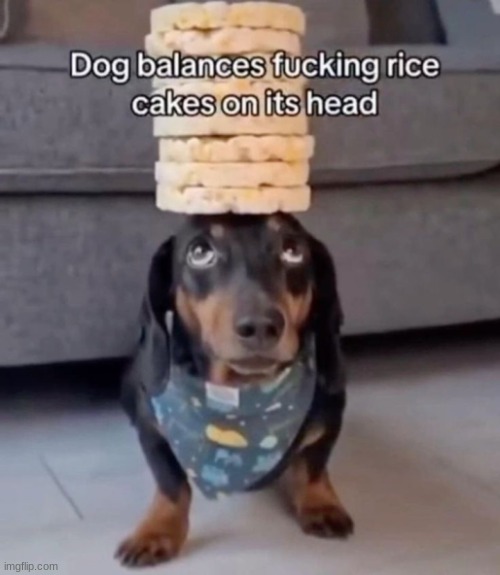 dog balances rice cakes | image tagged in memes,gifs,funny,shitpost,dogs,discord | made w/ Imgflip meme maker