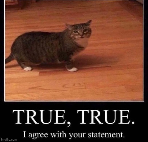 cats | image tagged in cats | made w/ Imgflip meme maker