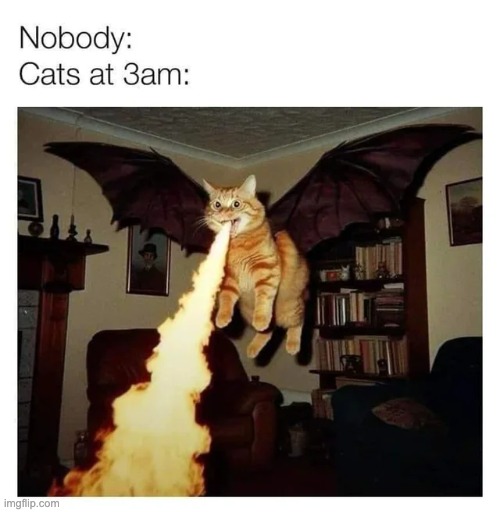 They turn into gremlins at 4 am | image tagged in cats | made w/ Imgflip meme maker