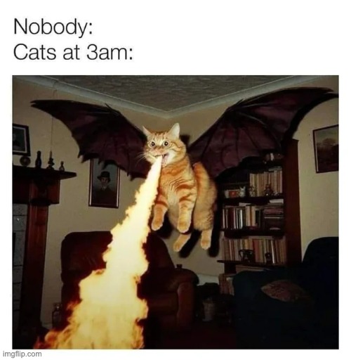 cats | image tagged in cats | made w/ Imgflip meme maker