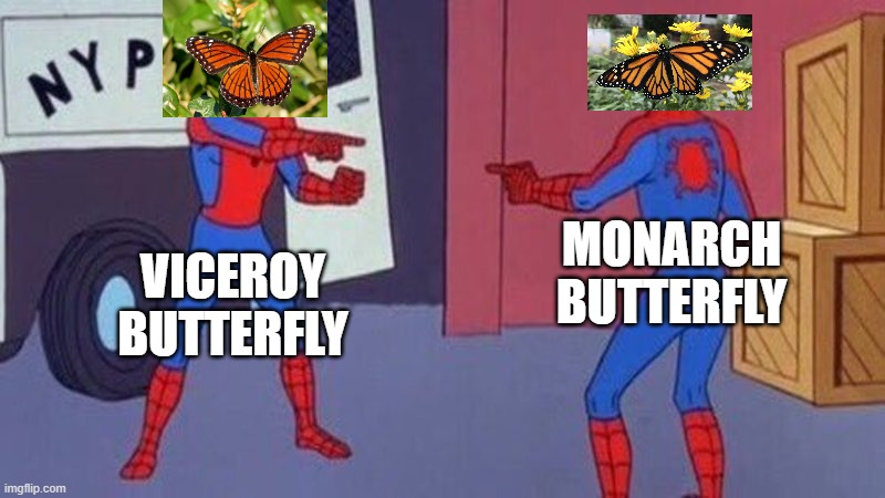 ecology meme module 2 | MONARCH BUTTERFLY; VICEROY BUTTERFLY | image tagged in spiderman pointing at spiderman | made w/ Imgflip meme maker