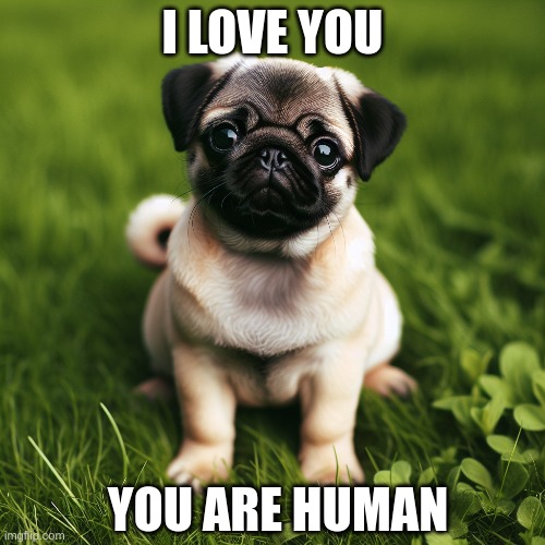 a pug love you | I LOVE YOU; YOU ARE HUMAN | image tagged in i love you | made w/ Imgflip meme maker