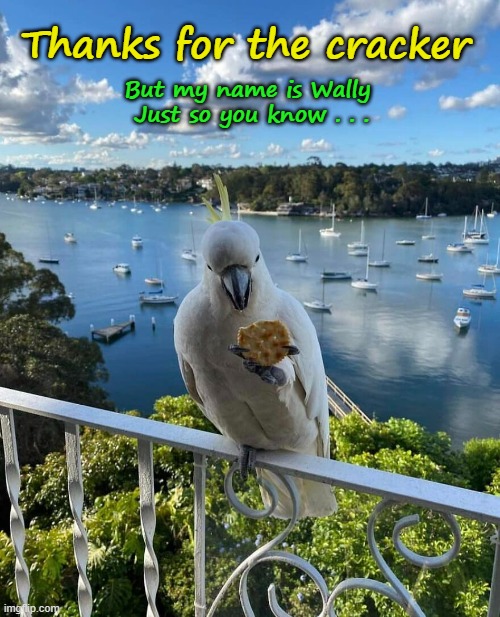 Not Polly | Thanks for the cracker; But my name is Wally
 Just so you know . . . | image tagged in funny memes,birds | made w/ Imgflip meme maker