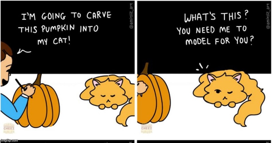 image tagged in memes,comics/cartoons,pumpkin,into,cat,model | made w/ Imgflip meme maker