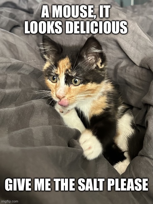 Curious kitten | A MOUSE, IT LOOKS DELICIOUS; GIVE ME THE SALT PLEASE | image tagged in curious kitten | made w/ Imgflip meme maker