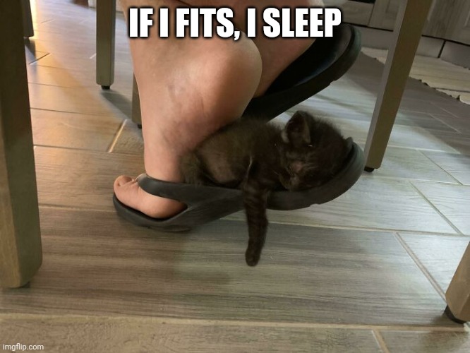 Cute kitten | IF I FITS, I SLEEP | image tagged in cute kitten | made w/ Imgflip meme maker