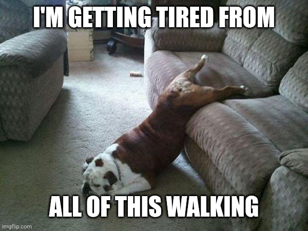 Lazy Dog | I'M GETTING TIRED FROM ALL OF THIS WALKING | image tagged in lazy dog | made w/ Imgflip meme maker