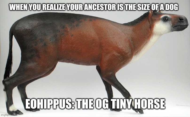 Eohippus, my beloved | WHEN YOU REALIZE YOUR ANCESTOR IS THE SIZE OF A DOG; EOHIPPUS: THE OG TINY HORSE | image tagged in memes,science,paleontlogy,paleomemes,eohippus | made w/ Imgflip meme maker