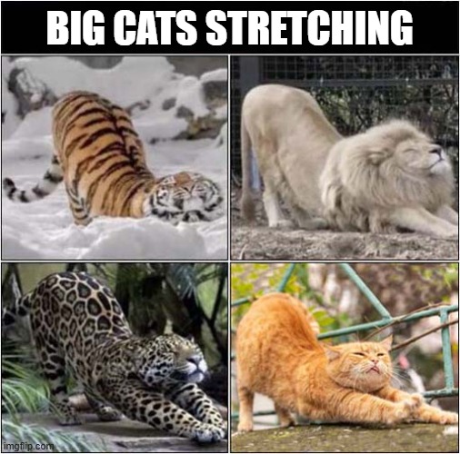 They're All The Same | BIG CATS STRETCHING | image tagged in cats,big cats,stretching | made w/ Imgflip meme maker