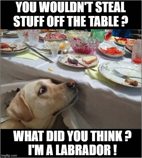 Greedy Dog Alert ! | YOU WOULDN'T STEAL STUFF OFF THE TABLE ? WHAT DID YOU THINK ?
I'M A LABRADOR ! | image tagged in dogs,labrador,greedy,stealing,food | made w/ Imgflip meme maker