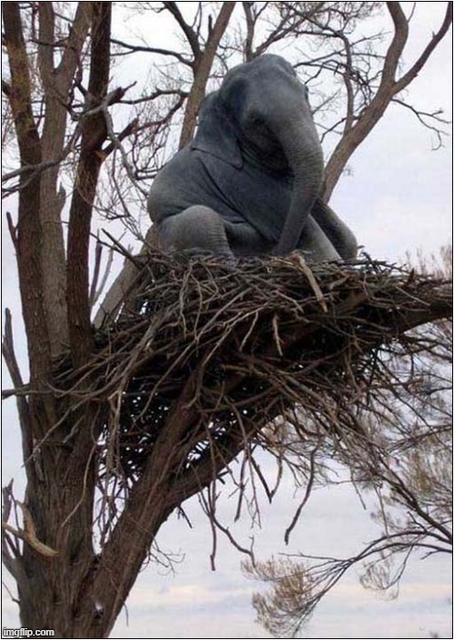 Elephants CAN Fly ! | image tagged in elephants,nest,tree,fly | made w/ Imgflip meme maker