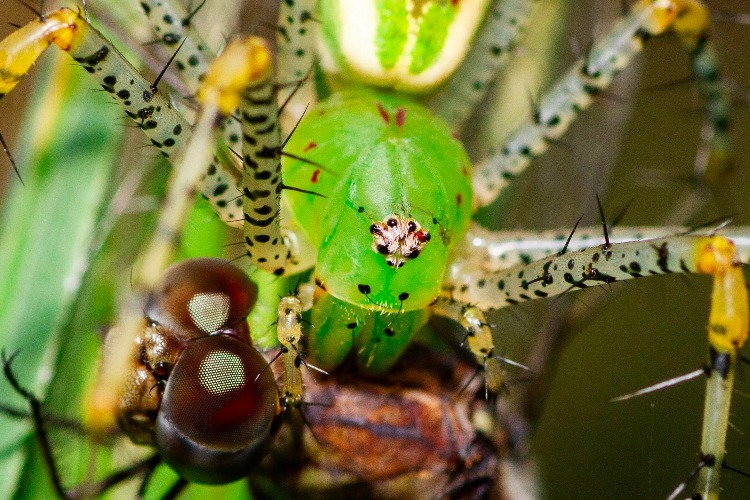 A Green lynx spider biting a dragonfly. | image tagged in photography | made w/ Imgflip meme maker