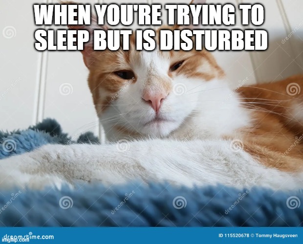 Cat trying to sleep | WHEN YOU'RE TRYING TO 
SLEEP BUT IS DISTURBED | image tagged in funny memes | made w/ Imgflip meme maker