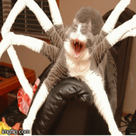 spidercat | image tagged in gifs,funny | made w/ Imgflip images-to-gif maker