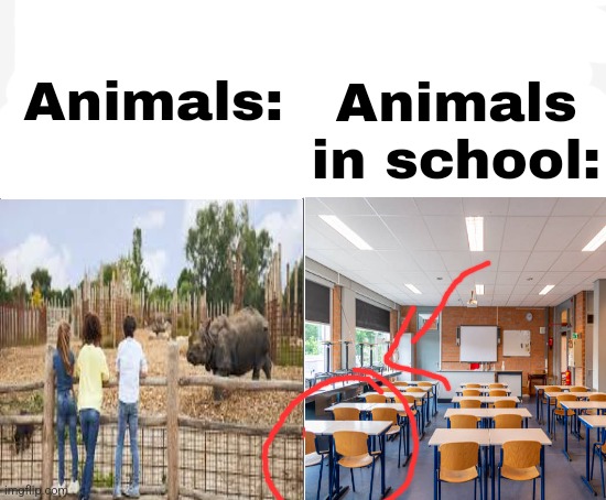 Side-by-side panels | Animals in school:; Animals: | image tagged in side-by-side panels | made w/ Imgflip meme maker