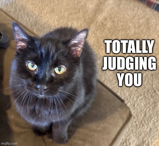 Cat is judging | TOTALLY
JUDGING
YOU | image tagged in cat,judgemental | made w/ Imgflip meme maker