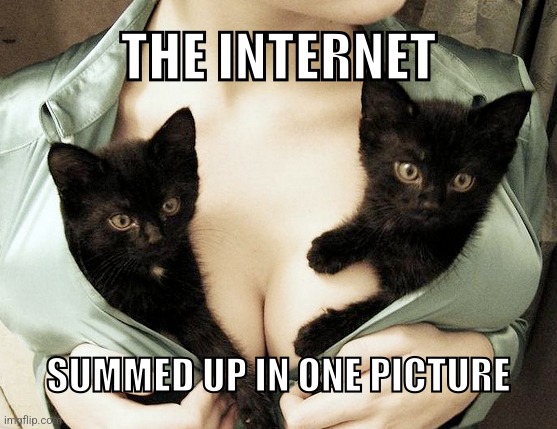 Breast Cancer Awareness Month.  The Internet summed up in one picture. | image tagged in breast cancer awareness month,cute kittens | made w/ Imgflip meme maker