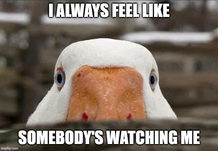 Watching | I ALWAYS FEEL LIKE; SOMEBODY'S WATCHING ME | image tagged in ducks | made w/ Imgflip meme maker