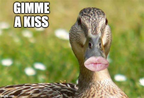 Duck Lips | GIMME A KISS | image tagged in ducks | made w/ Imgflip meme maker