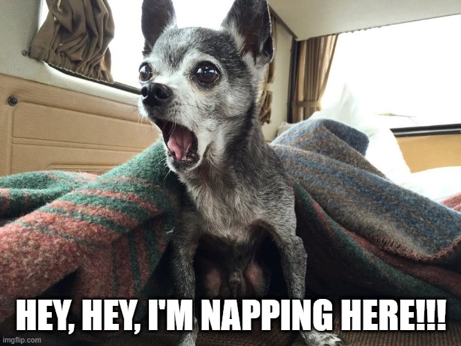 Awaken the Beast | HEY, HEY, I'M NAPPING HERE!!! | image tagged in dogs | made w/ Imgflip meme maker