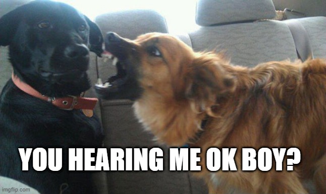 Well, Bark | YOU HEARING ME OK BOY? | image tagged in dogs | made w/ Imgflip meme maker