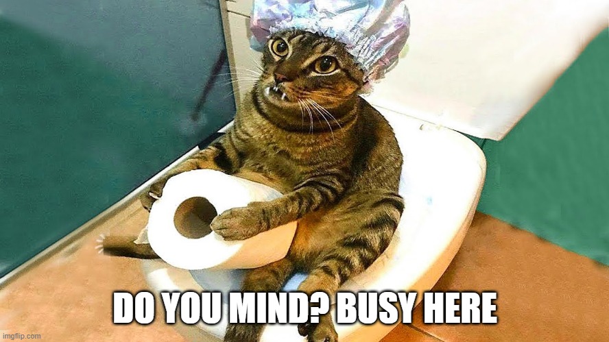 Cat Potty | DO YOU MIND? BUSY HERE | image tagged in cats | made w/ Imgflip meme maker