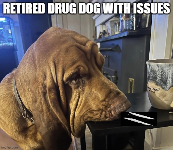 Drug Dog | RETIRED DRUG DOG WITH ISSUES | image tagged in dogs | made w/ Imgflip meme maker